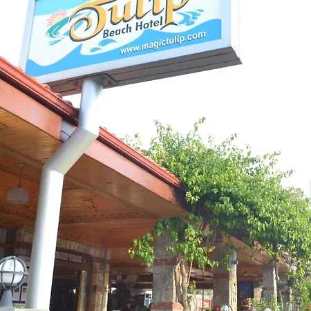 Magic Tulip אולודניץ